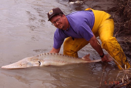 a photo of pallid sturgeon