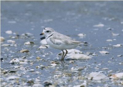 a photo of piping plover a photo of piping plover