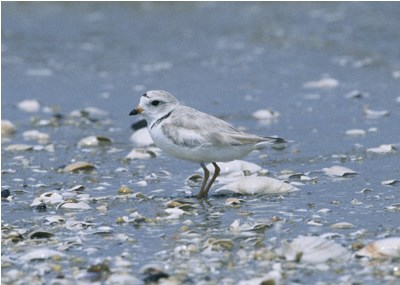 a photo of piping plover