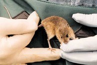 a photo of Prebles meadow jumping mouse