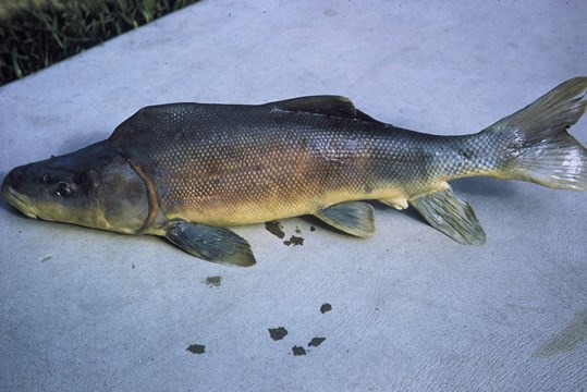 a photo of razorback sucker