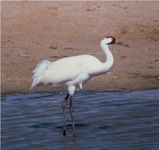 a photo of whooping crane