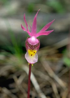 Photo of Fairyslipper