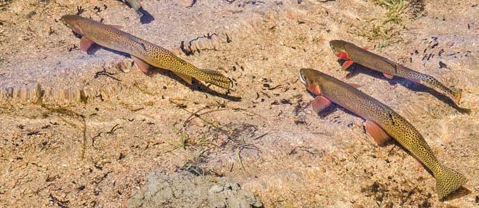 Cutthroat trout in water