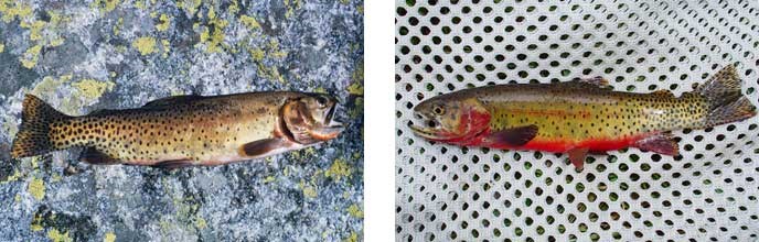 Native Colorado Cutthroat and Greenback Cutthroat trout