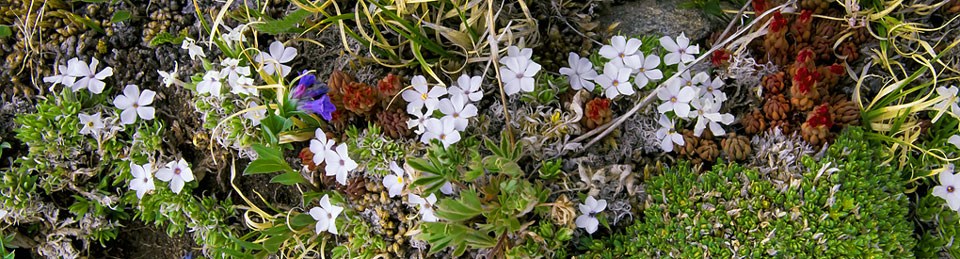 Flowers_A-Schanlou960px.jpg Wildflowers