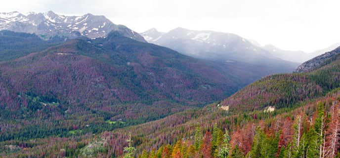 Vista view with beetle kill trees