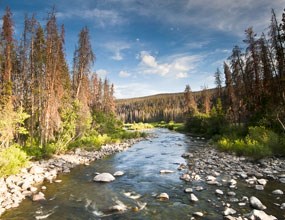 River amidst beetle kill forest