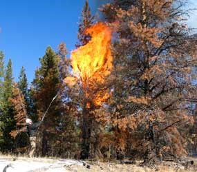 Prescribed crown fire