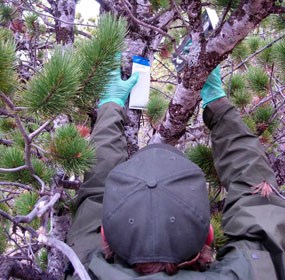Park staff affix verbenone packets on limber pine trees