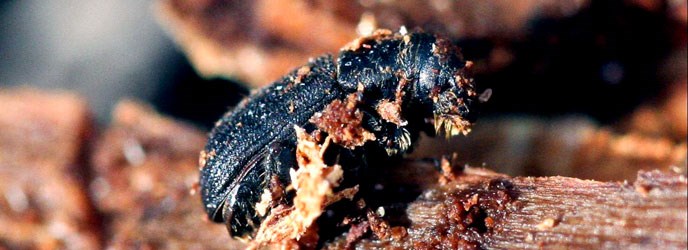 pine beetle