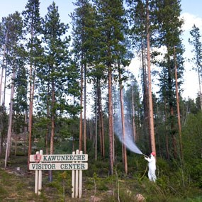 Staff member sprays Carbaryl on trees