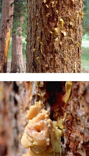 Pitch tubes in tree produced by invading mountain pine beetles