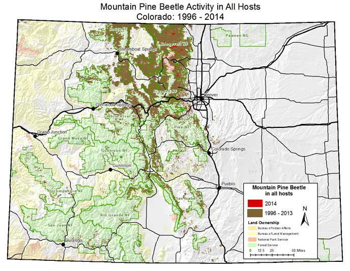 Forest Health: Mountain Pine Beetle - Rocky Mountain ...