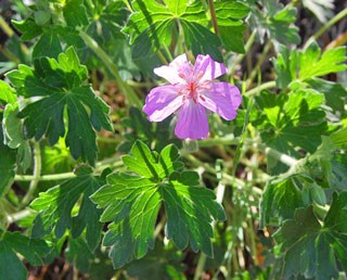 Photo of Fremont Geranium