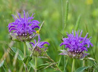 Blue & Purple Wildflowers - Rocky Mountain National Park (U.S. National