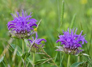 Photo of Horsemint