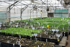 the park greenhouse with plants