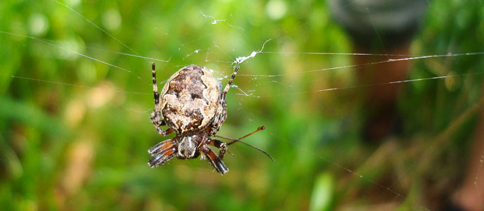 An orb weaver spider on its web An orb weaver spider on its web