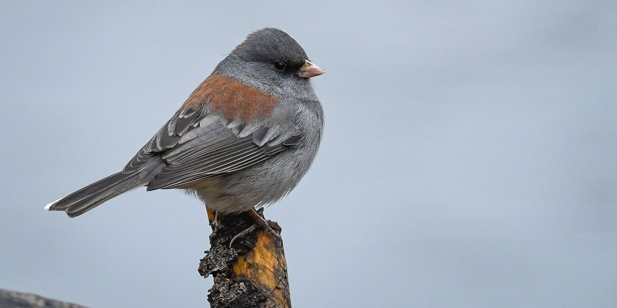 Birds - Rocky Mountain National Park (U.S. National Park Service)