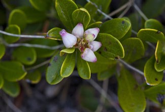 Photo of Kinnikinnicks white bell shaped flowers