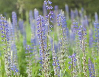 Photo of Mountain Lupin