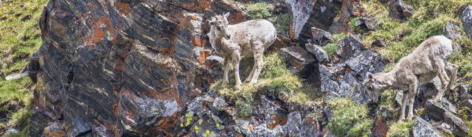 Bighorn Sheep on alpine cliff Bighorn Sheep on alpine cliff
