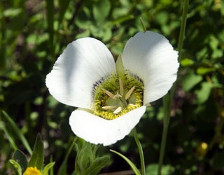 Photo of Mariposa-lily