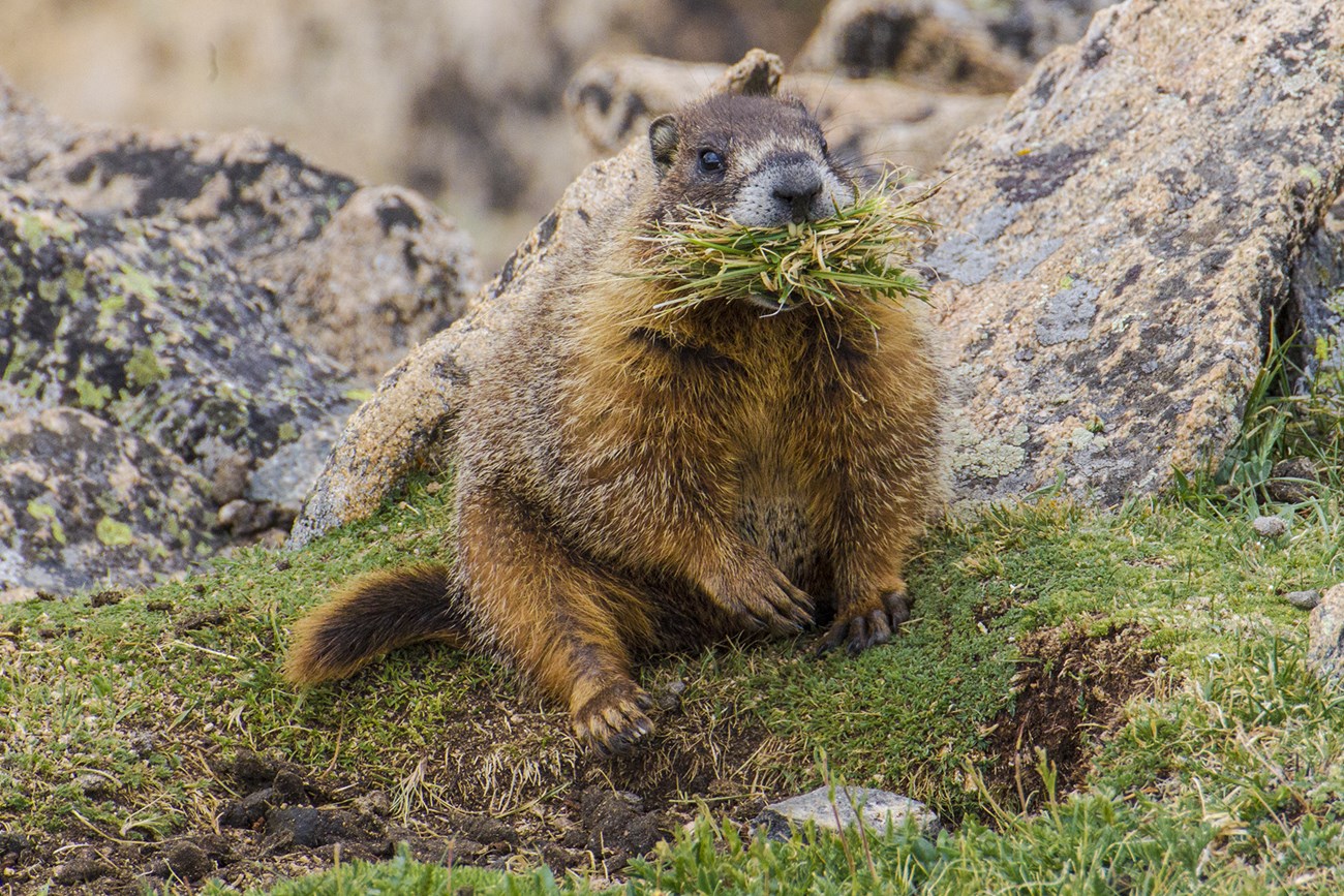 Marmot Gathering Grasses