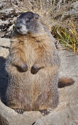 Marmot fattened up for hibernation