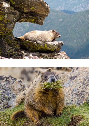 Marmot - ElviRyanna