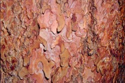 Ponderosa Pine bark