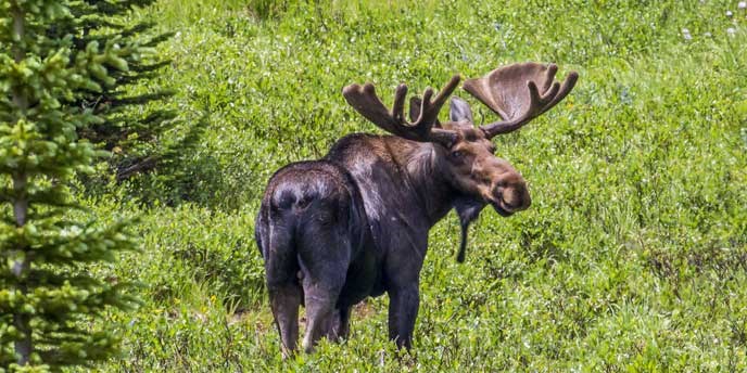 A bull moose in a meadow