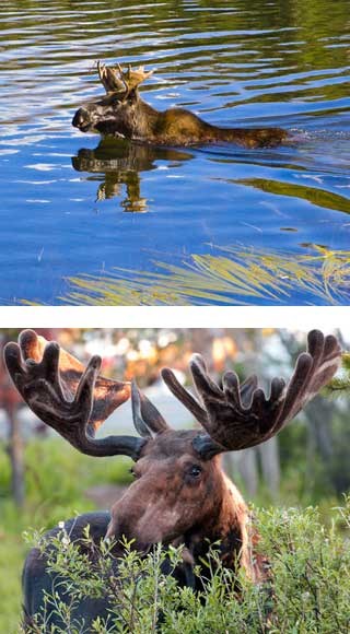 Bull moose swimming and Bull moose with velvet antlers