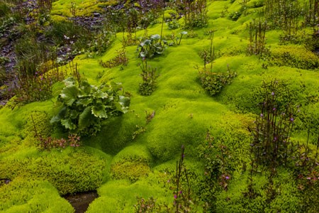 Moss-(Ann-Shonlou)_450px