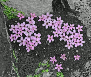 Photo of Moss Campion