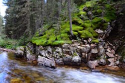 Photo of Moss on hillside by a river