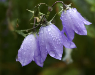 Blue Purple Wildflowers Rocky Mountain National Park U S National Park Service