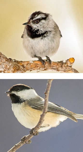 Mountain Chickadee and Black Capped Chickadee