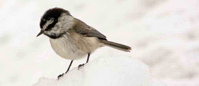 Mountain chickadee on the snow