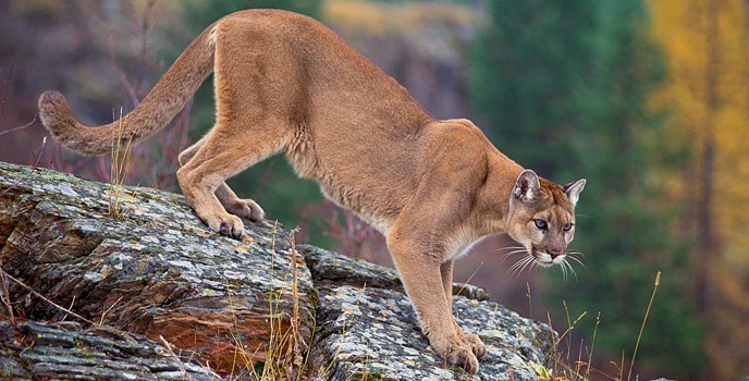 Mountain lion stalks from a rock