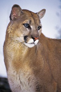 mountain lion