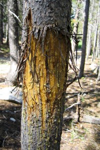 mountain lion scratches on a tree