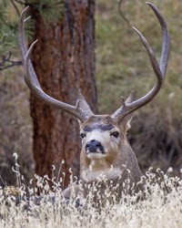 Mule deer buck laying in the grass