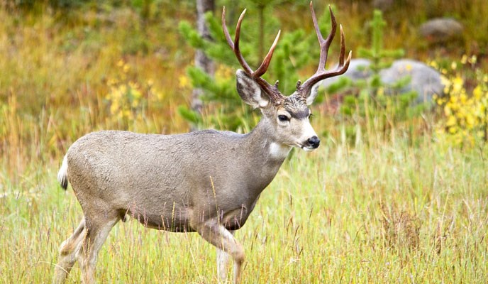 Mule deer buck