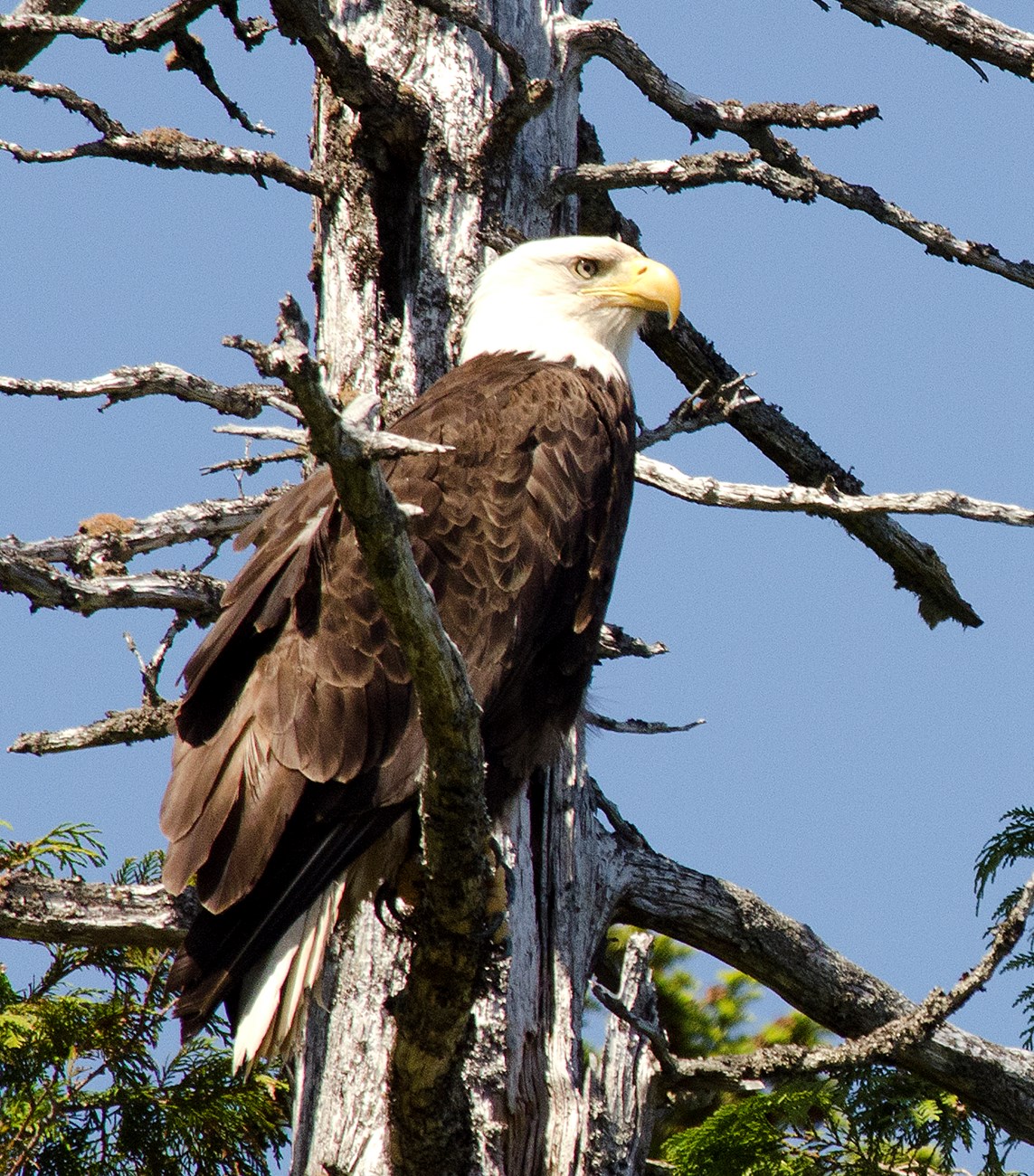 Bald Eagle on Tree Branch