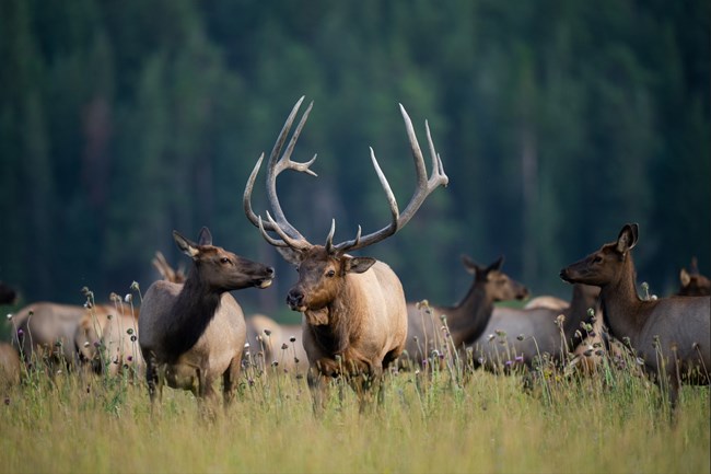 Elk in meadow