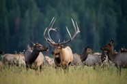 Elk Rocky Mountain National Park U S National Park Service Elk Rocky Mountain National Park U S National Park Service