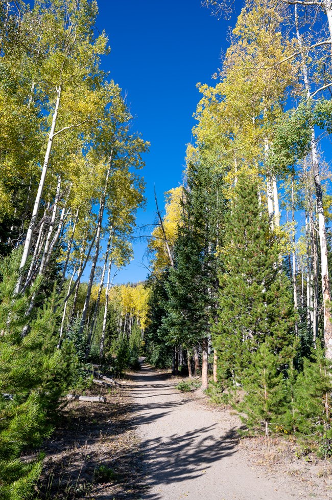 NPS Photo_Fall Colors on the Timber Lake Trail