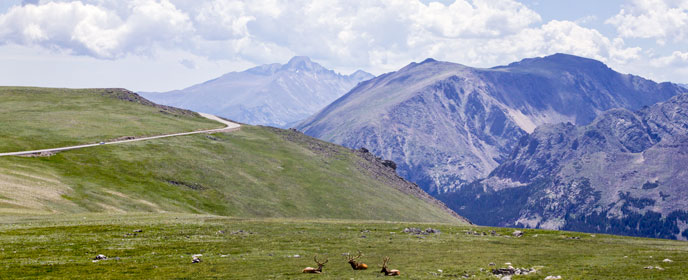 Mountains surround elk lying on the tundra Mountains surround elk lying on the tundra
